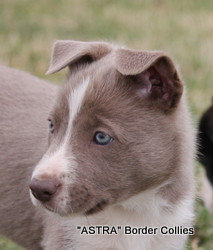 Lilac Tricolour female, Smooth to medium coat, border collie puppy
